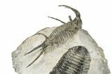 Huge, Spiny Ceratarges Trilobite With Austerops - Zireg, Morocco #255451-4